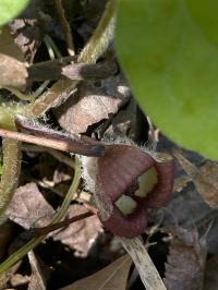 Asarum canadense image